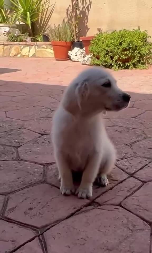 Golden Retriever perros en venta: Cachorros Golden Retriever  - Video 1