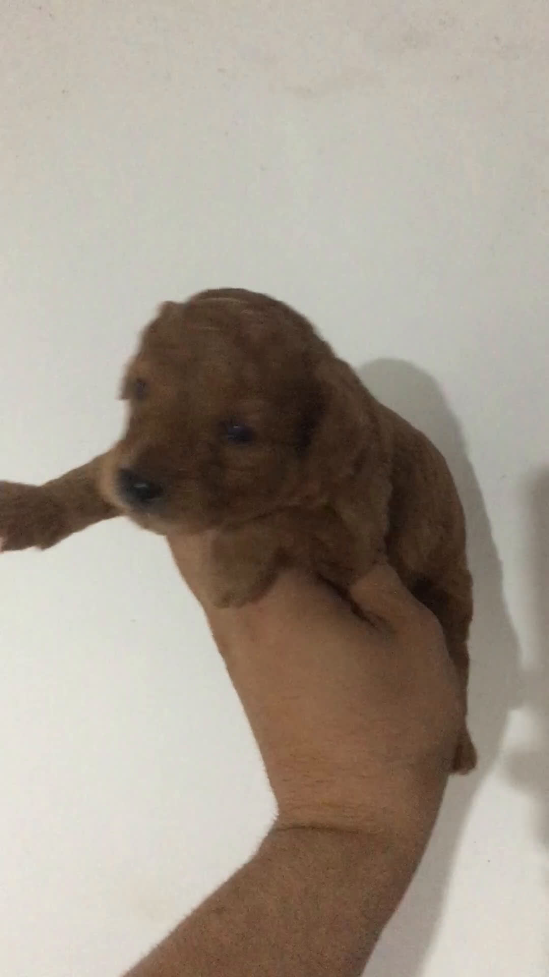 Caniche Toy perros en venta: CANICHES TOYS Y MINI TOYS - Video 2