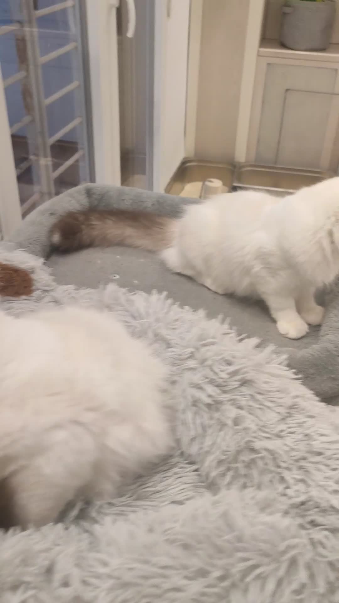 Ragdoll gatos en venta: Camada Ragdoll - Video 1