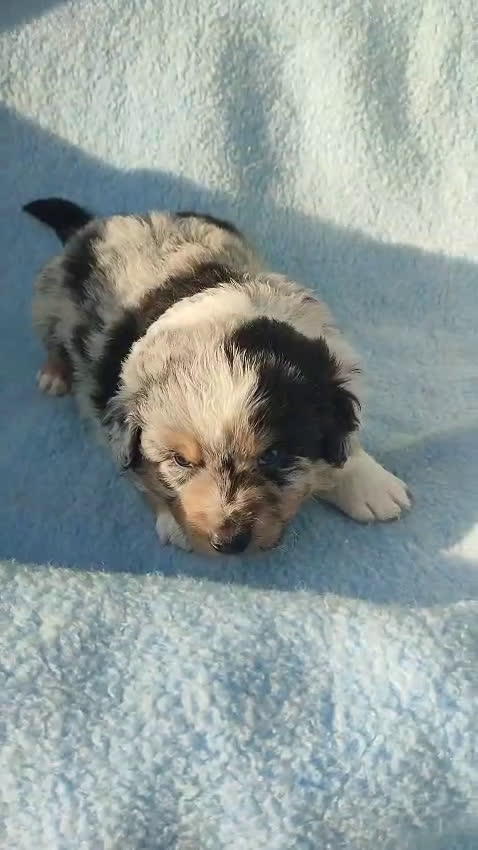 Pastor Miniatura Americano perros en venta: CACHORROS PASTOR AMERICANO MINIATURA - Video 2