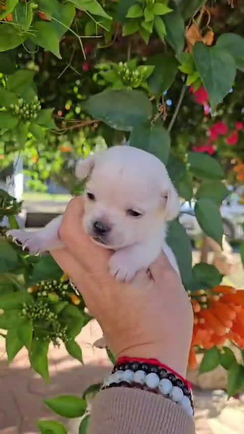 Chihuahua perros en venta: Chihuahua  - Video 1