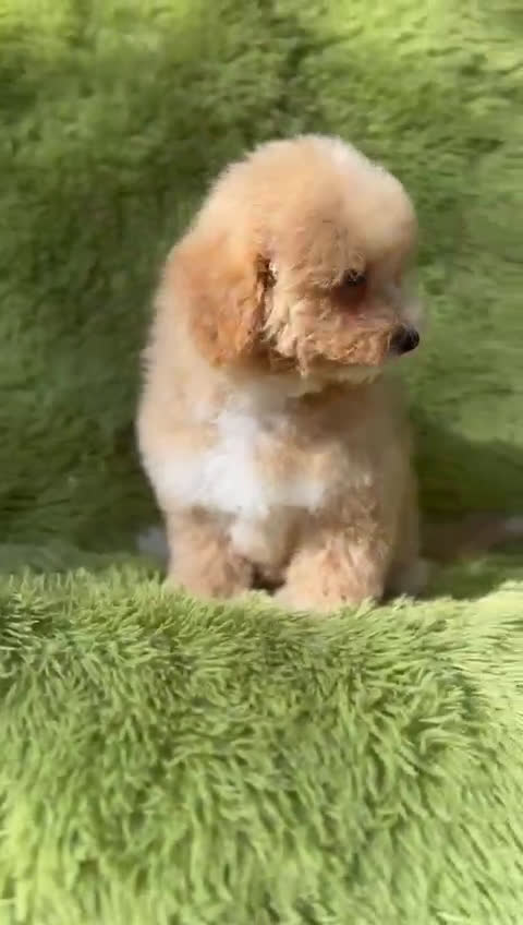Maltipoo perros en venta: Maltipoo f2 - Video 1