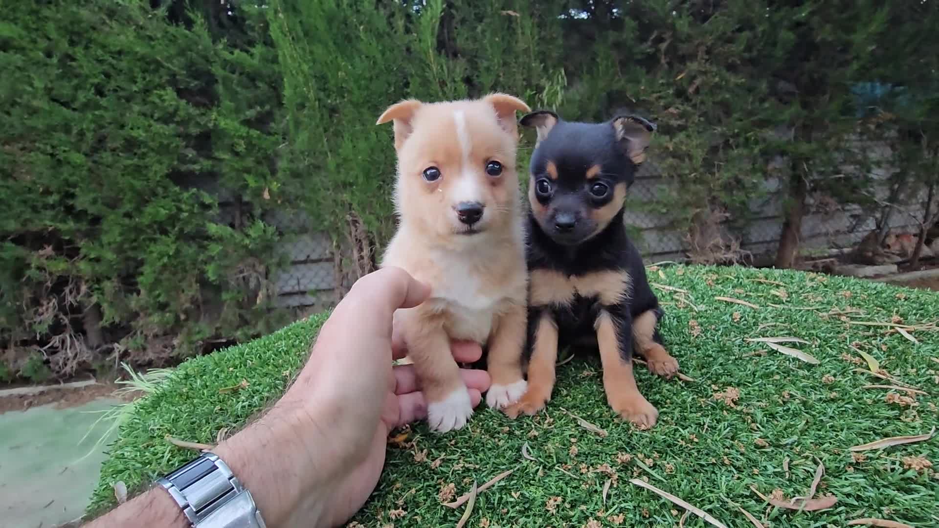 Raza Mixta perros en venta: Cachorritos mini toy  - Video 1