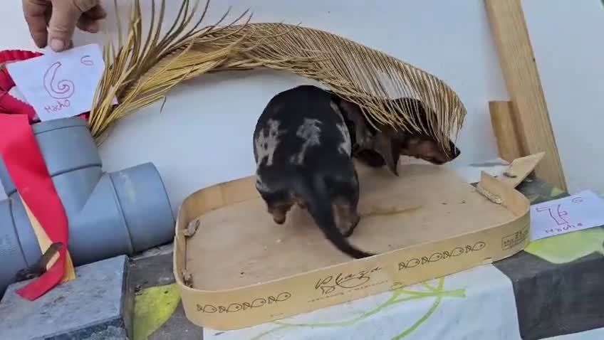 Teckel perros en venta: TECKEL  - Video 1