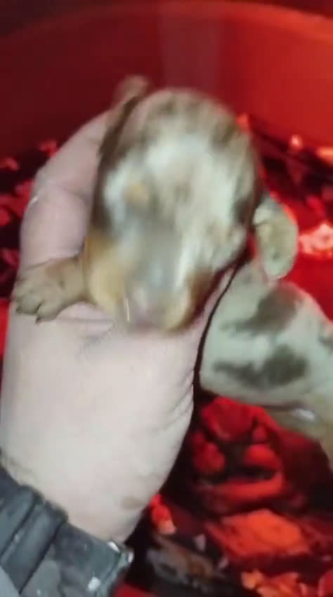 Teckel Miniatura perros en venta: Hembras teckel arlequín choco kaninchen - Video 1