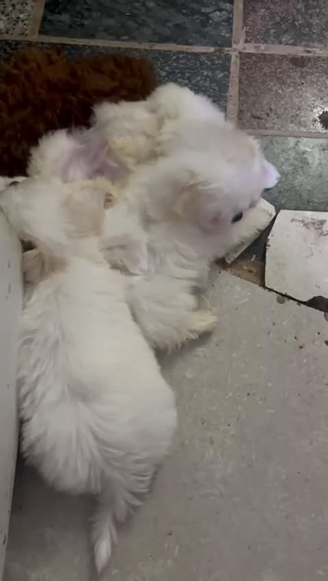 Bichón Maltés perros en venta: Cachorros Bichón maltés  - Video 2