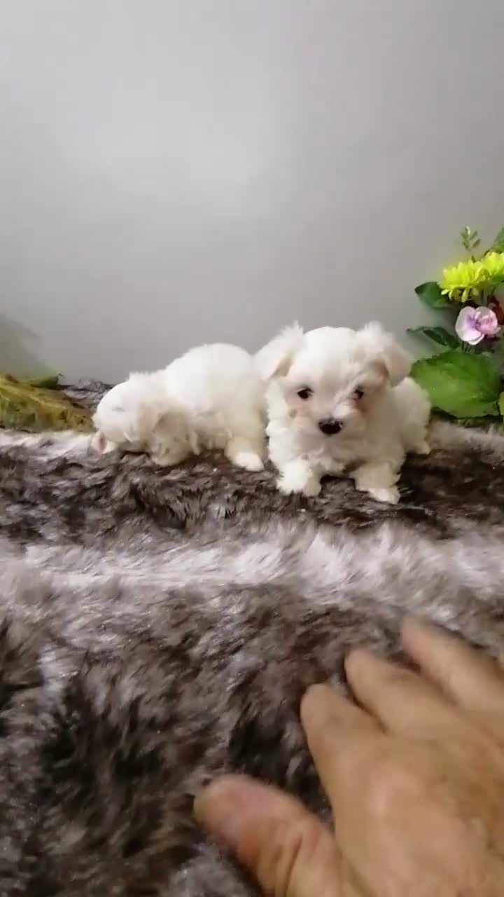 Bichón Maltés perros en venta: Bichon maltés americano  - Video 1