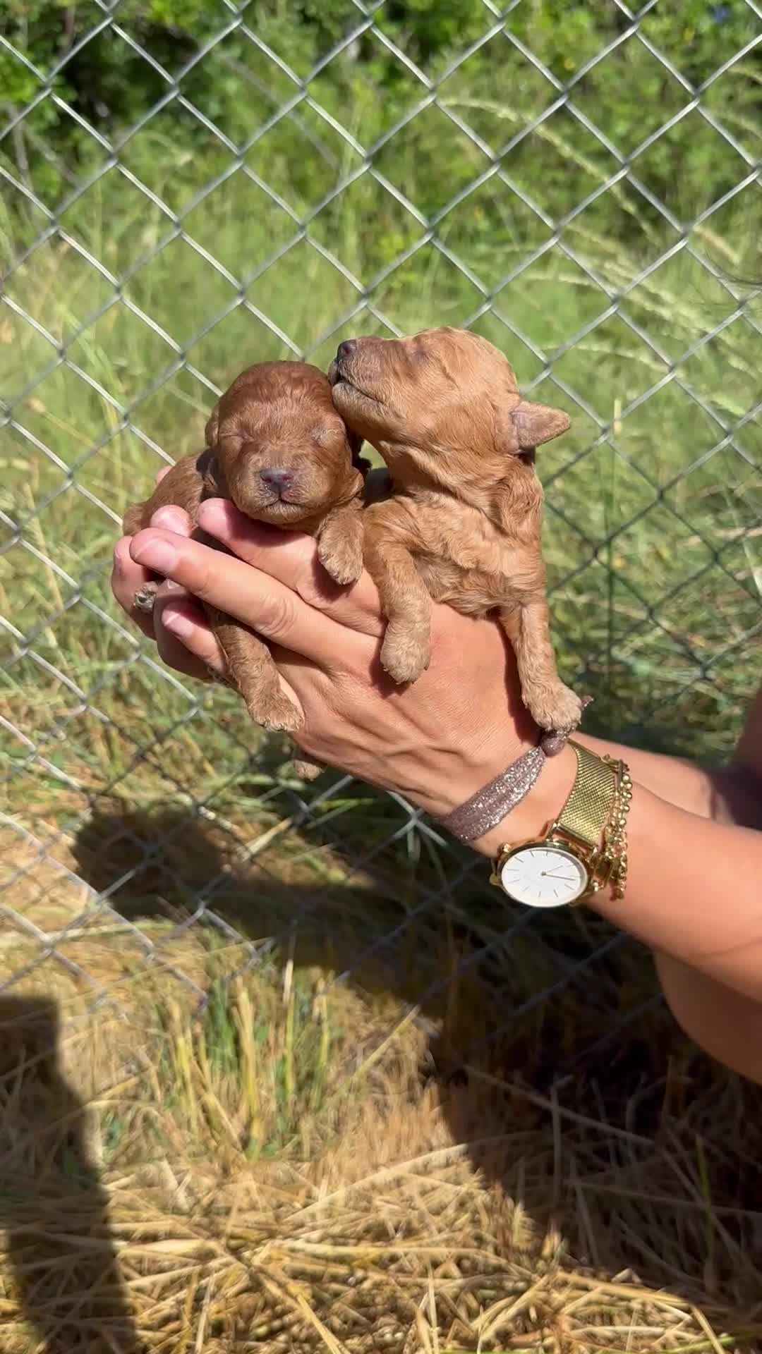 Caniche Enano perros en venta: Increíble camada de Caniche - Video 2