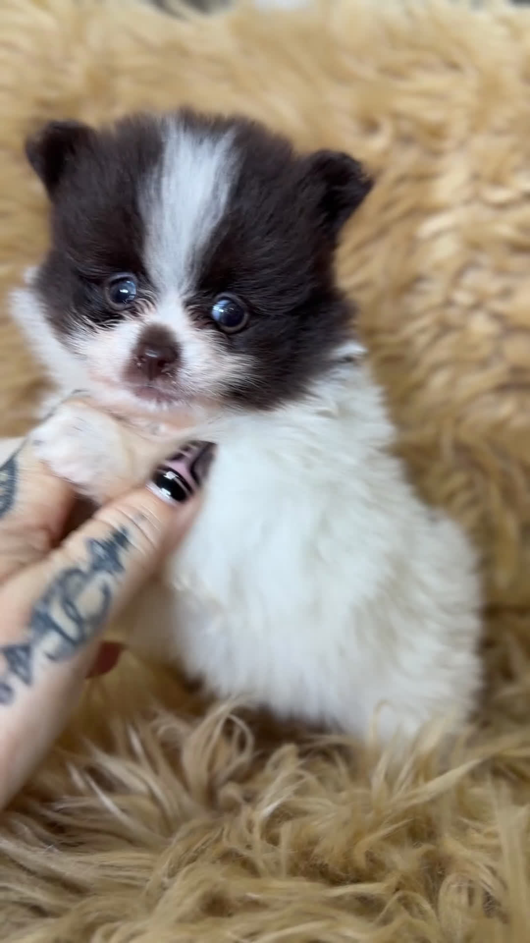 Pomerania perros en venta: Pomerania Minitoy  - Video 1