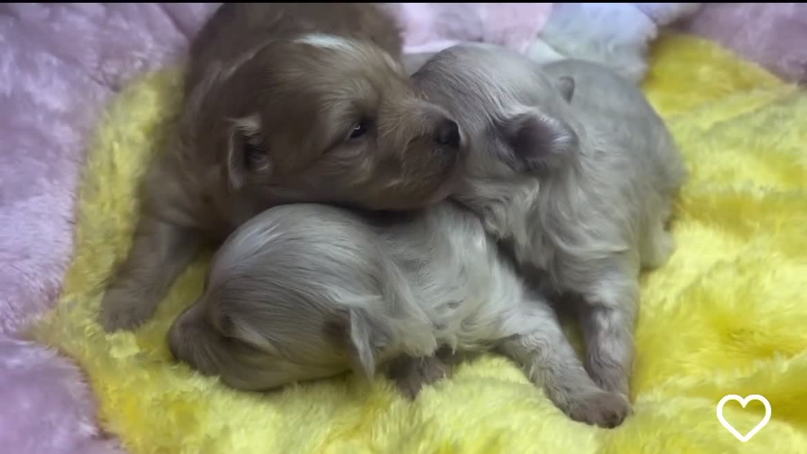 Maltipoo perros en venta: Adorables cachorritos de Maltipoo - Video 1