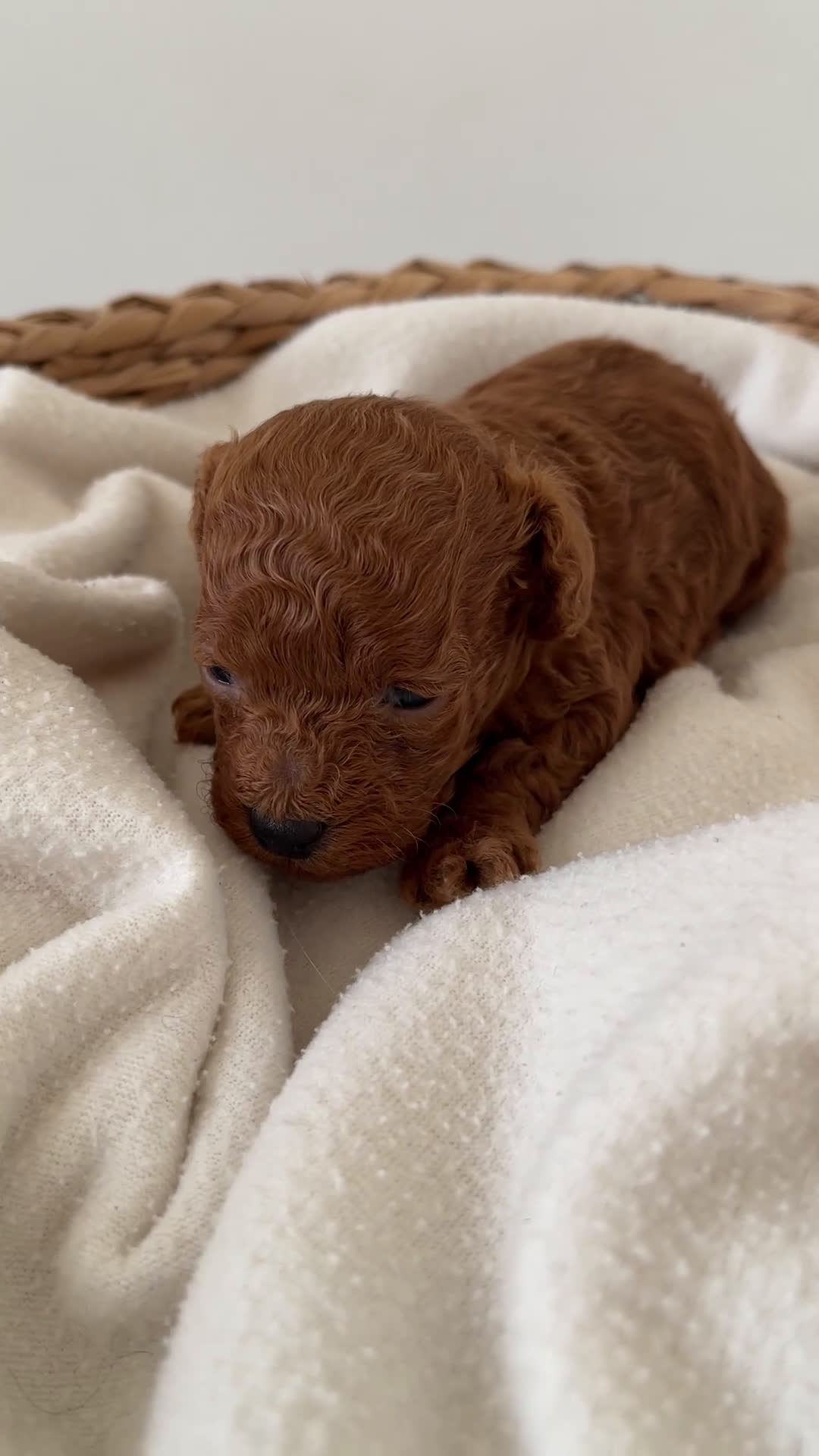 Caniche Toy perros en venta: Caniche toy macho rojo - Video 1