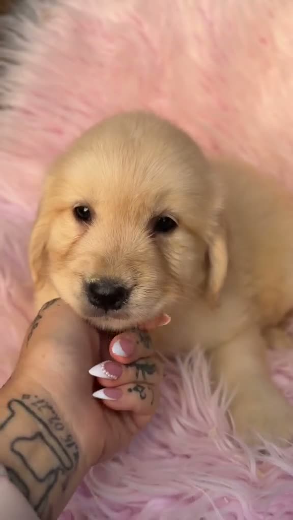 Golden Retriever perros en venta: GOLDEN RETRIEVER DISPONIBLES CALIDAD - Video 2