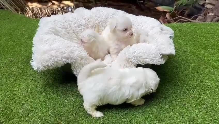 Bichón Maltés perros en venta: BICHÓN MALTES MACHO EXCLUSIVO  - Video 1