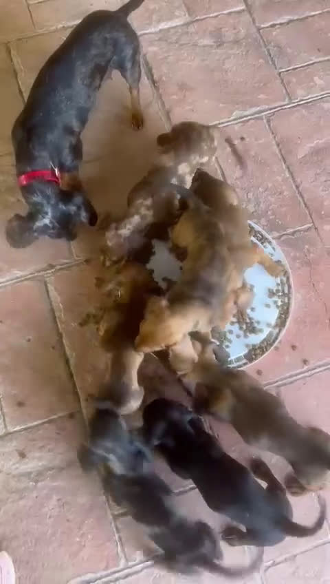 Teckel Miniatura perros en venta: Teckel miniaturas - Video 1
