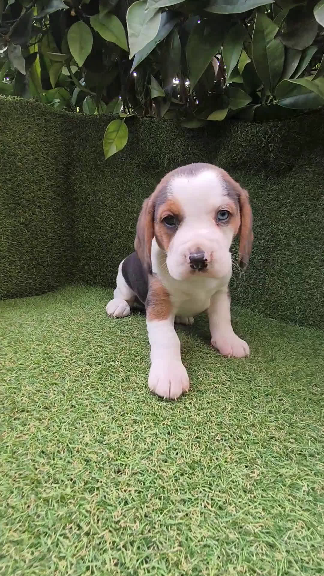Beagle perros en venta: Beagles tricolor y bicolor  - Video 1