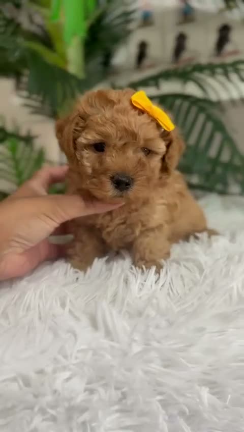 Caniche Toy perros en venta: CANICHE HEMBRA  - Video 1