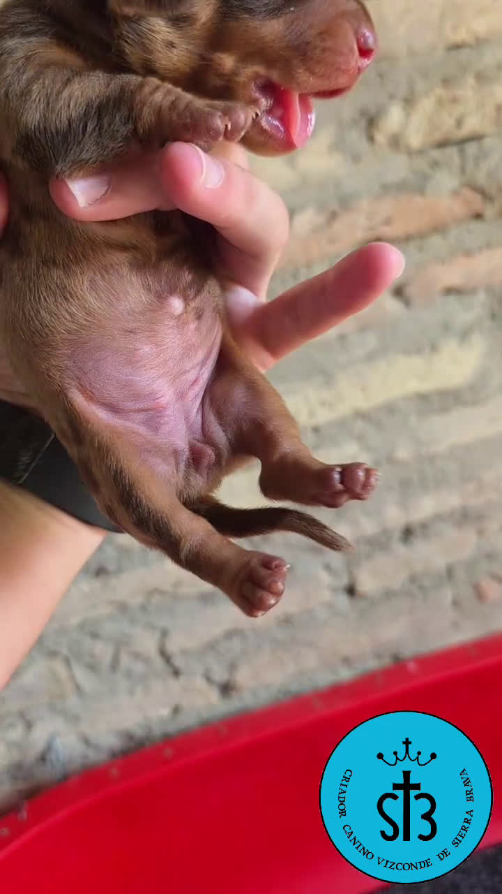 Teckel Miniatura perros en venta: TECKEL MINIATURA PEDEGREE  - Video 4