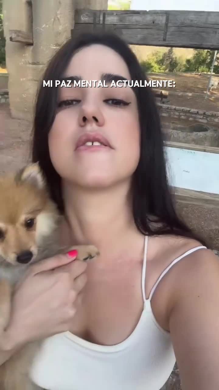 Pomerania perros en venta: Pomerania  - Video 1