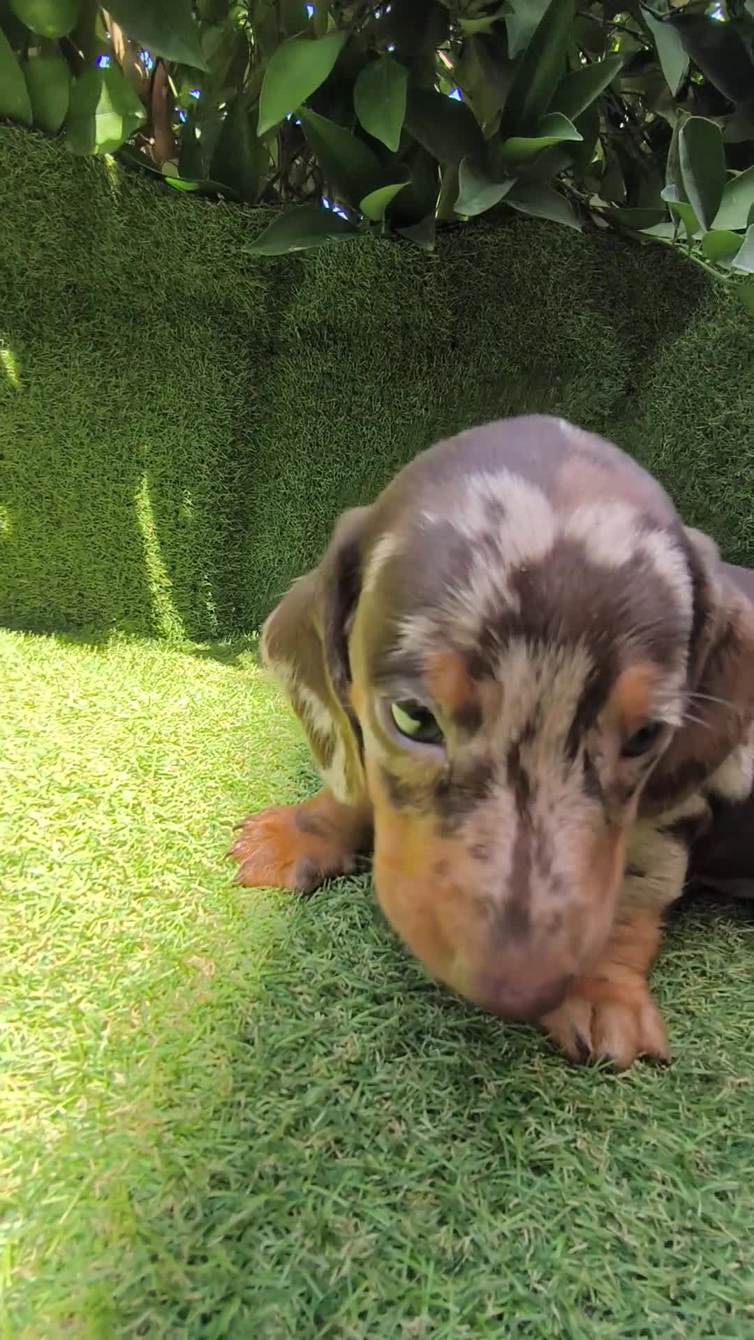 Teckel Miniatura perros en venta: teckel miniatura arlequín chocolate varios colores - Video 4