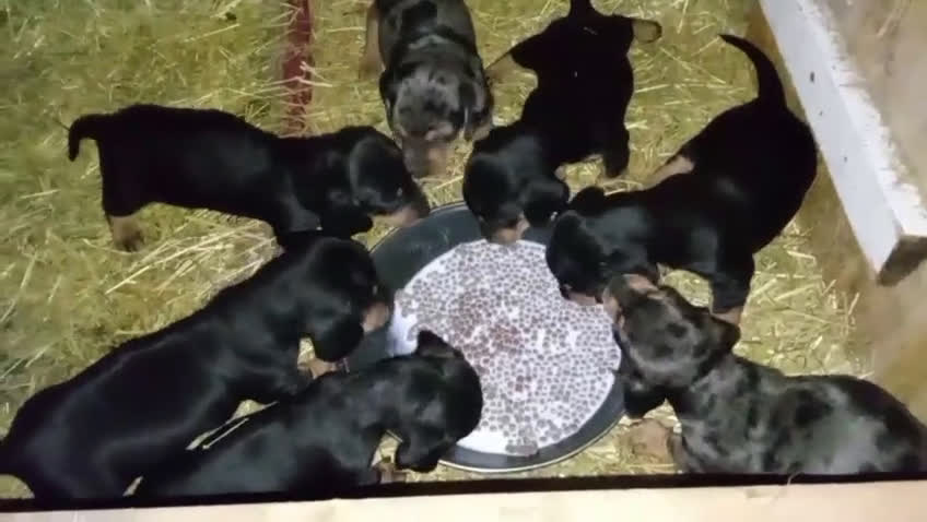 Teckel perros en venta: 🌟ÚLTIMA PAREJA DE TEKEL y Negros fuego🌟 - Video 2