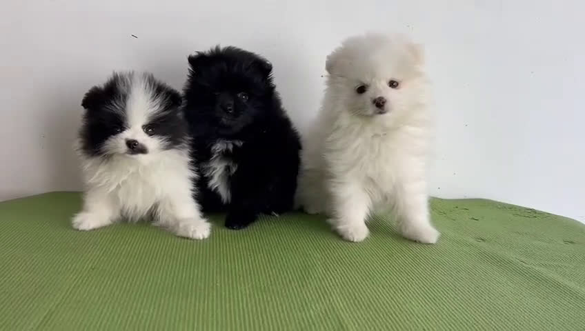Pomerania perros en venta: Pomerania miniatura  - Video 1