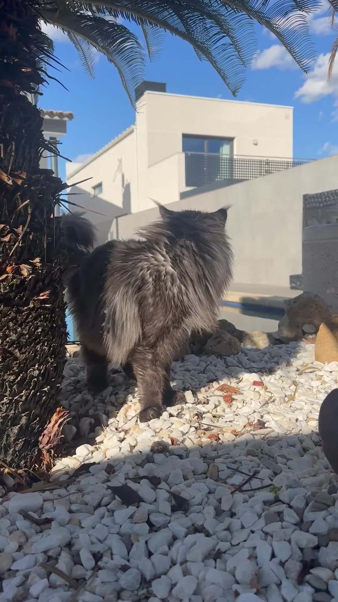 Maine Coon gatos en venta: Macho Maine Coon Black Smoke  - Video 1