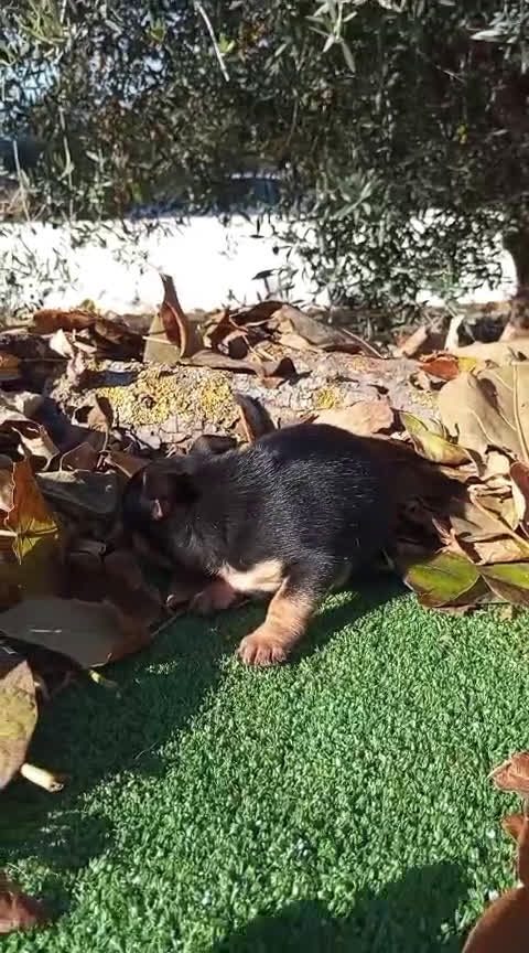 Chihuahua perros en venta: CHIHUAHUAS toy cabeza de manzana - Video 1