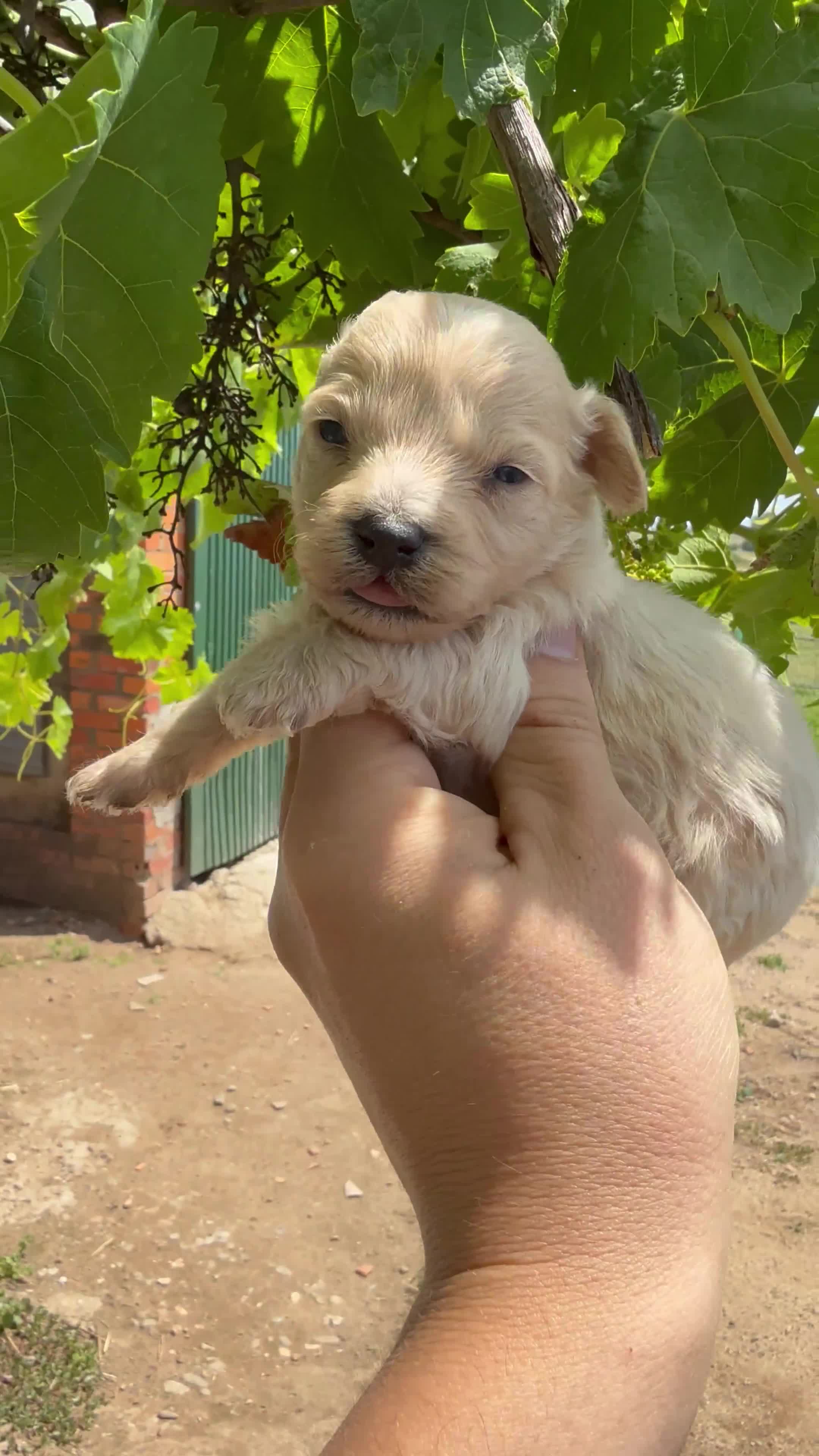 Maltipoo perros en venta: Maltipoo - Video 1