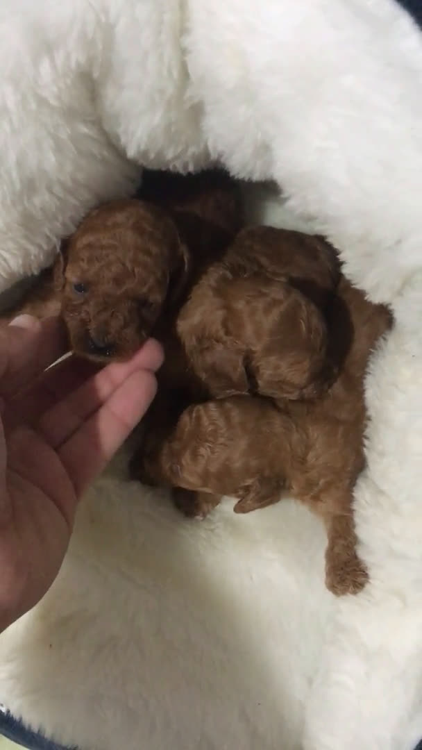 Caniche Toy perros en venta: IMPRESIONANTES CANICHES TOYS 😍🐶 en Madrid - Video 1