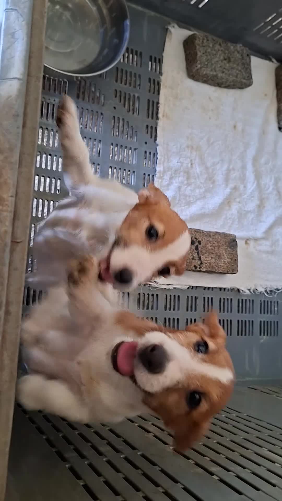 Jack Russell Terrier perros en venta: Jack Russel cachorros - Video 1