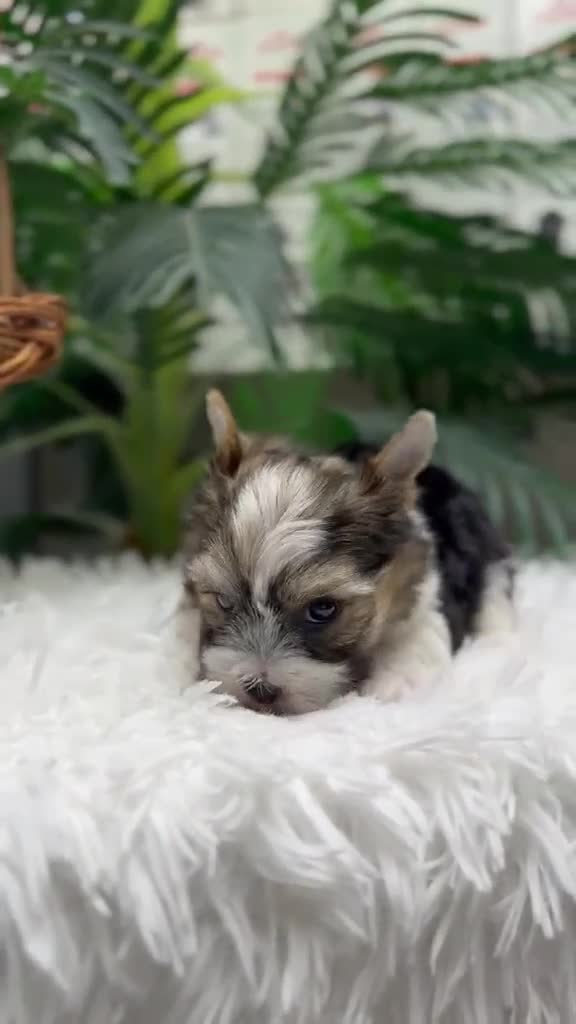 Yorkshire Terrier perros en venta: YORKSHIRE BIEWER - Video 1