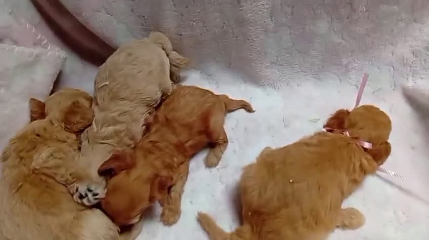 Caniche Toy perros en venta: Varios colores cachorros toy - Video 3