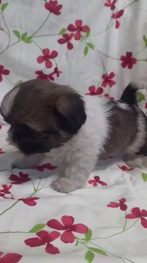 Shih Tzu perros en venta: shih tzu - Video 3
