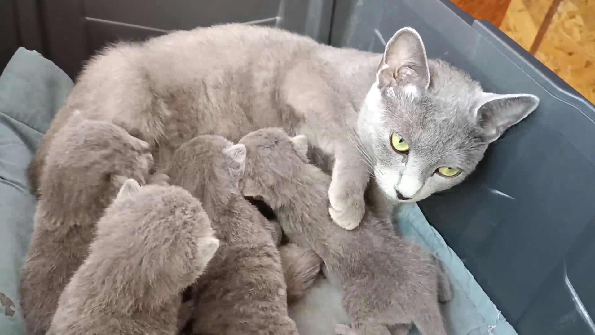 Azul Ruso gatos en venta: Cachorros azul ruso  en Cuenca - Video 3