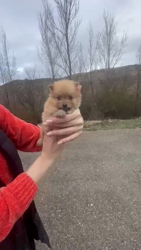 Pomerania perros en venta: Pomerania Rojo — Cara Muñeca 💖 - Video 1