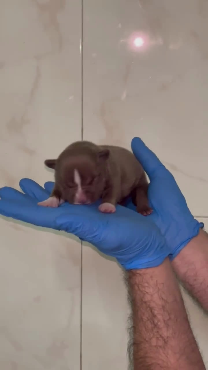 American Bully perros en venta: American bully micro - Video 4