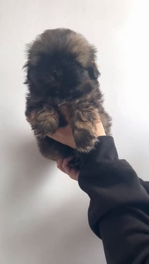 Shih Tzu perros en venta: Machito de shitzu  - Video 1