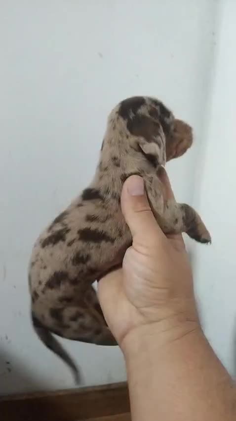 Teckel perros en venta: Espectacular camada de Teckel chocolate Arlequín - Video 4