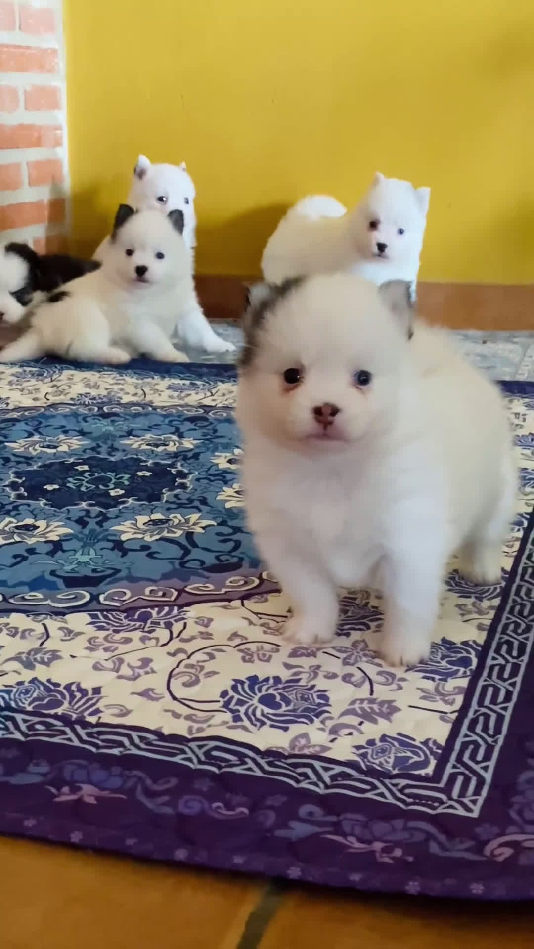 Pomsky perros en venta: Cachorro Pomsky (husky miniatura) - Video 1