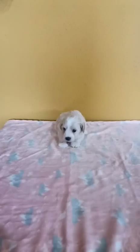 Maltipoo perros en venta: Maltipoo machos - Video 1