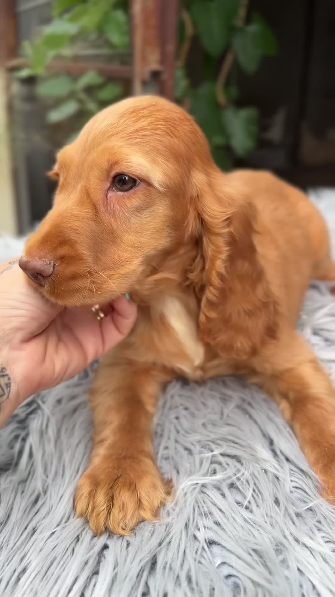 Cocker Spaniel Inglés perros en venta: Cocker inglés de gran calidad  - Video 2