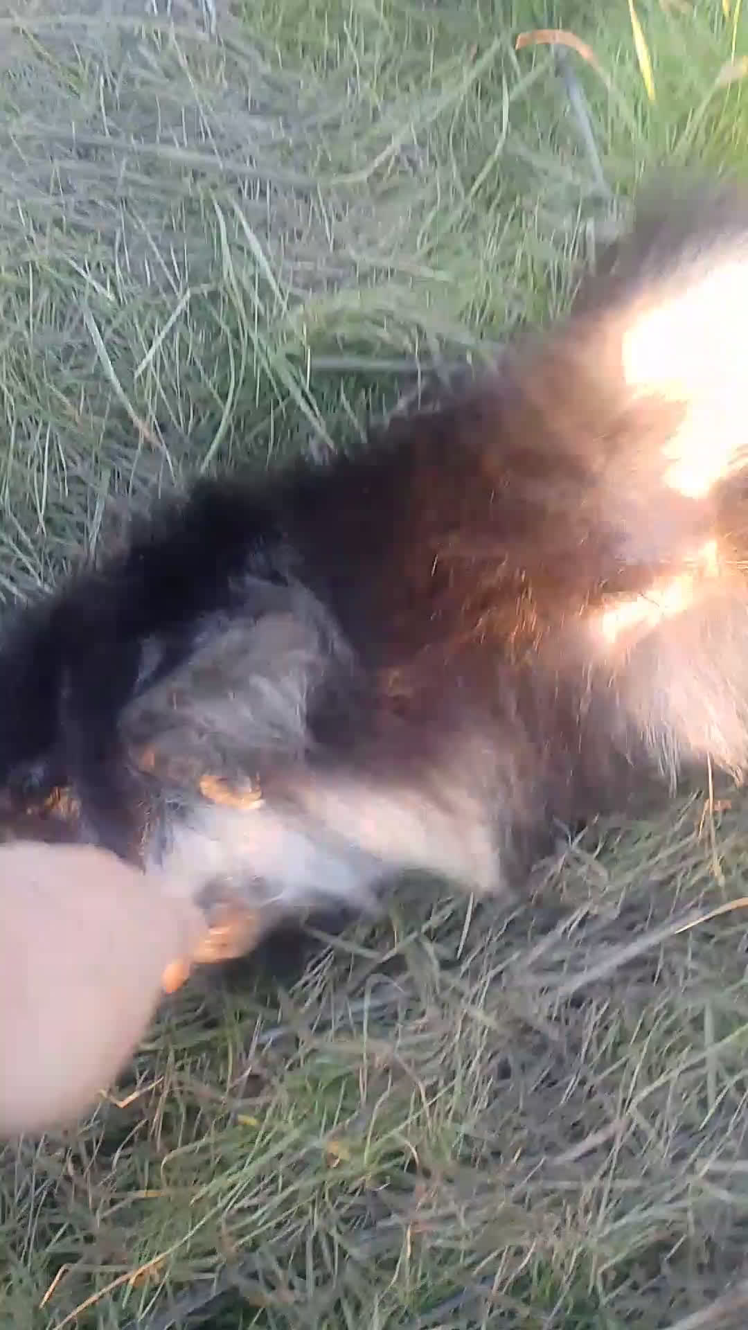 Pomerania perros en venta: Macho de pomerania  - Video 1