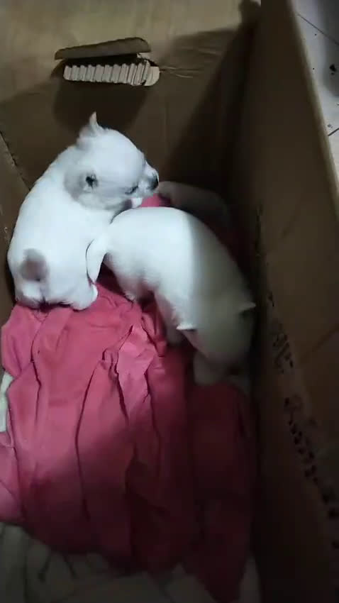 Chihuahua perros en venta: Chihuahuas ya puedes reservar el tuyo  - Video 2