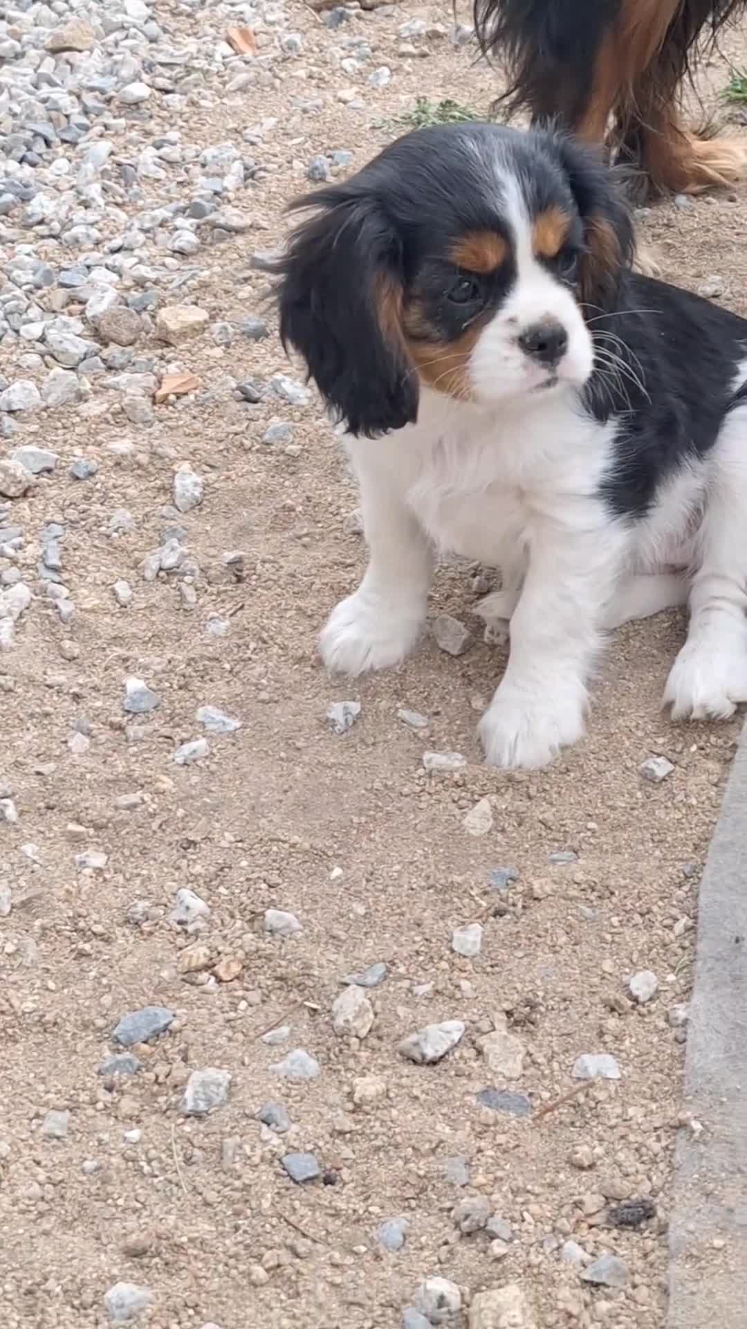 Cavalier King Charles Spaniel perros en venta: hembra tricolor calidad compañia - Video 1