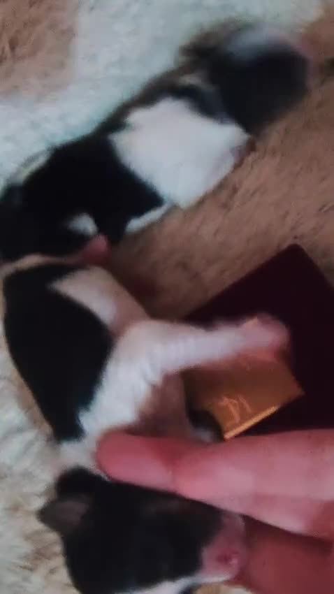 Biewer Yorkshire Terrier a la Pom Pon perros en venta: Yorkshire biewer  - Video 3