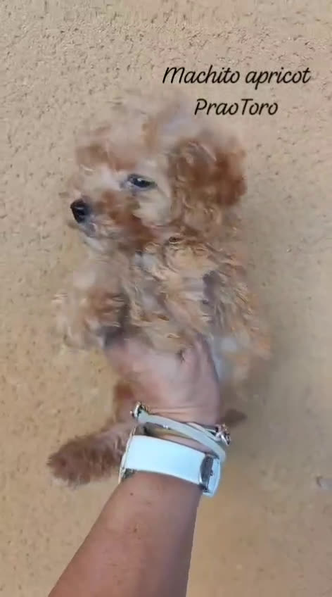 Caniche Toy perros en venta: Cachorritos toy rojos apricot - Video 1