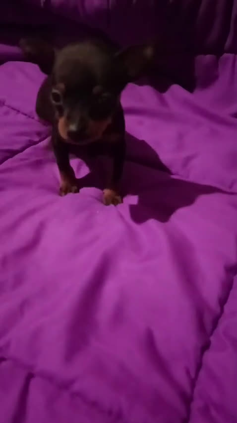 Pinscher Miniatura perros en venta: Mini pinscher de los más Toy  - Video 1