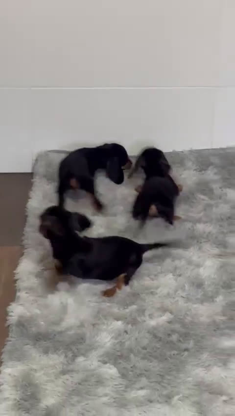 Teckel Miniatura perros en venta: Teckel miniaturas - Video 2