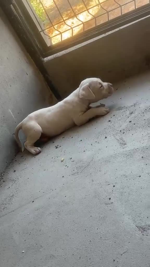 Dogo Argentino perros en venta: Dogo Argentino  - Video 1