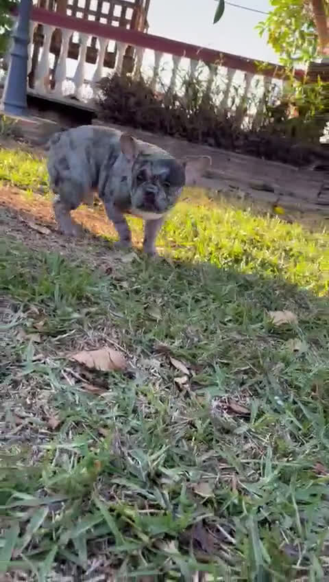 Bulldog Francés perros en venta: Bulldog frances - Video 1